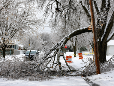 Snow-covered tree fallen across a street, blocking the road near orange barricades and a stop sign.