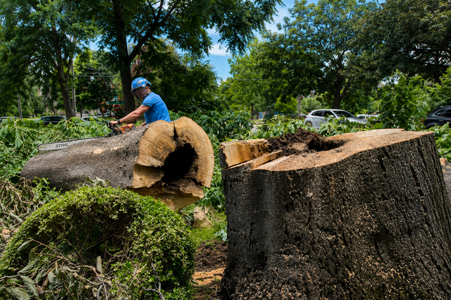 Worker cutting a fallen tree trunk in a sunny wooded area with large log sections nearby