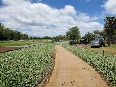 A dirt path going through a field of plants.