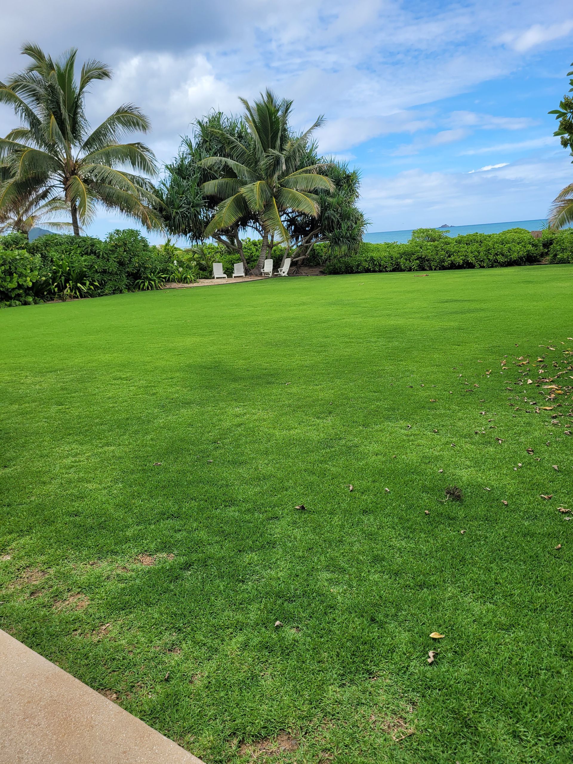 fresh lawn after hydroseeding