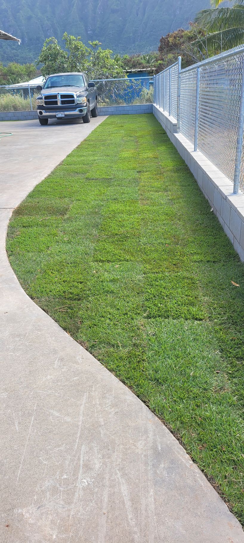 fresh grass lawn install