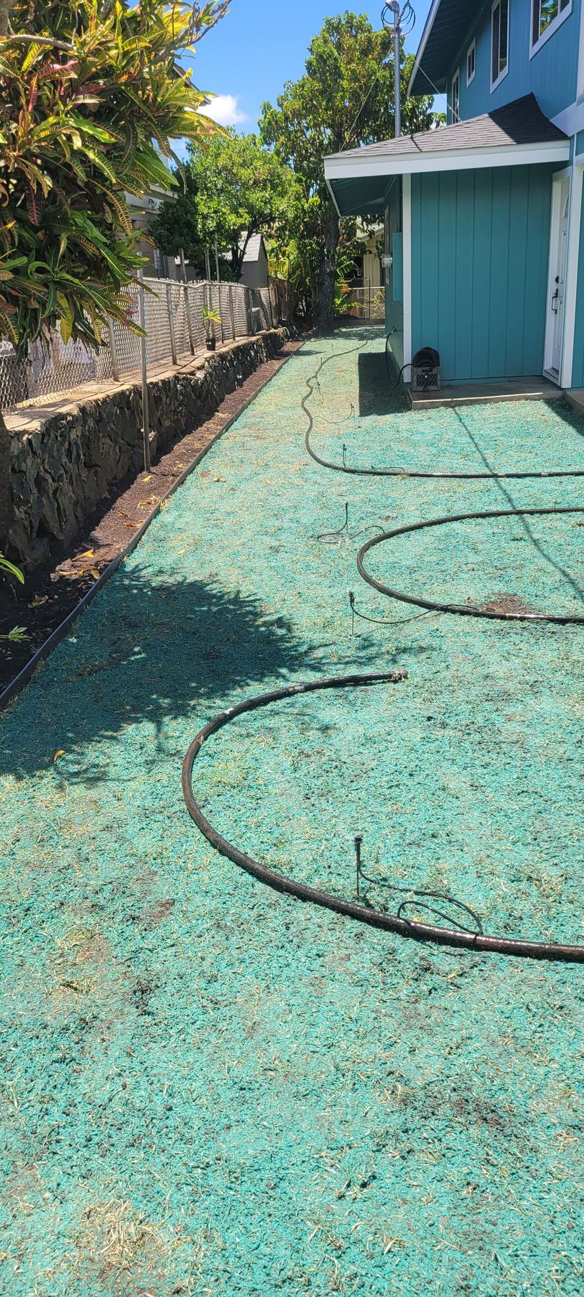 hydroseed on lawn