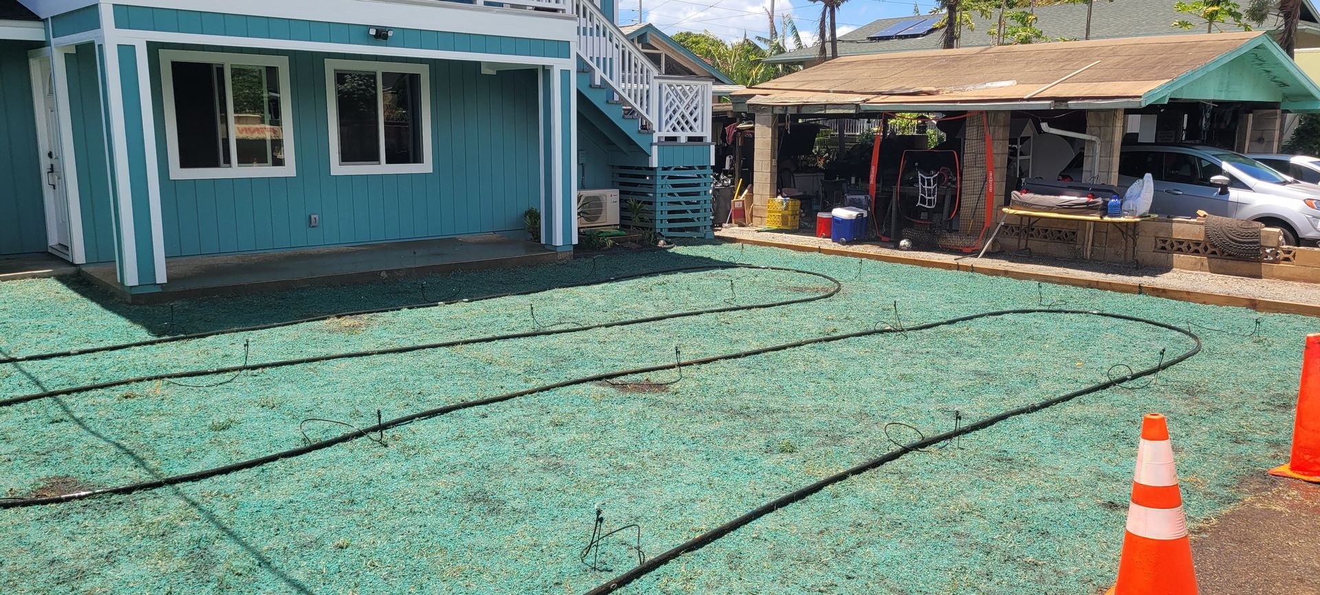 hydroseeded lawn