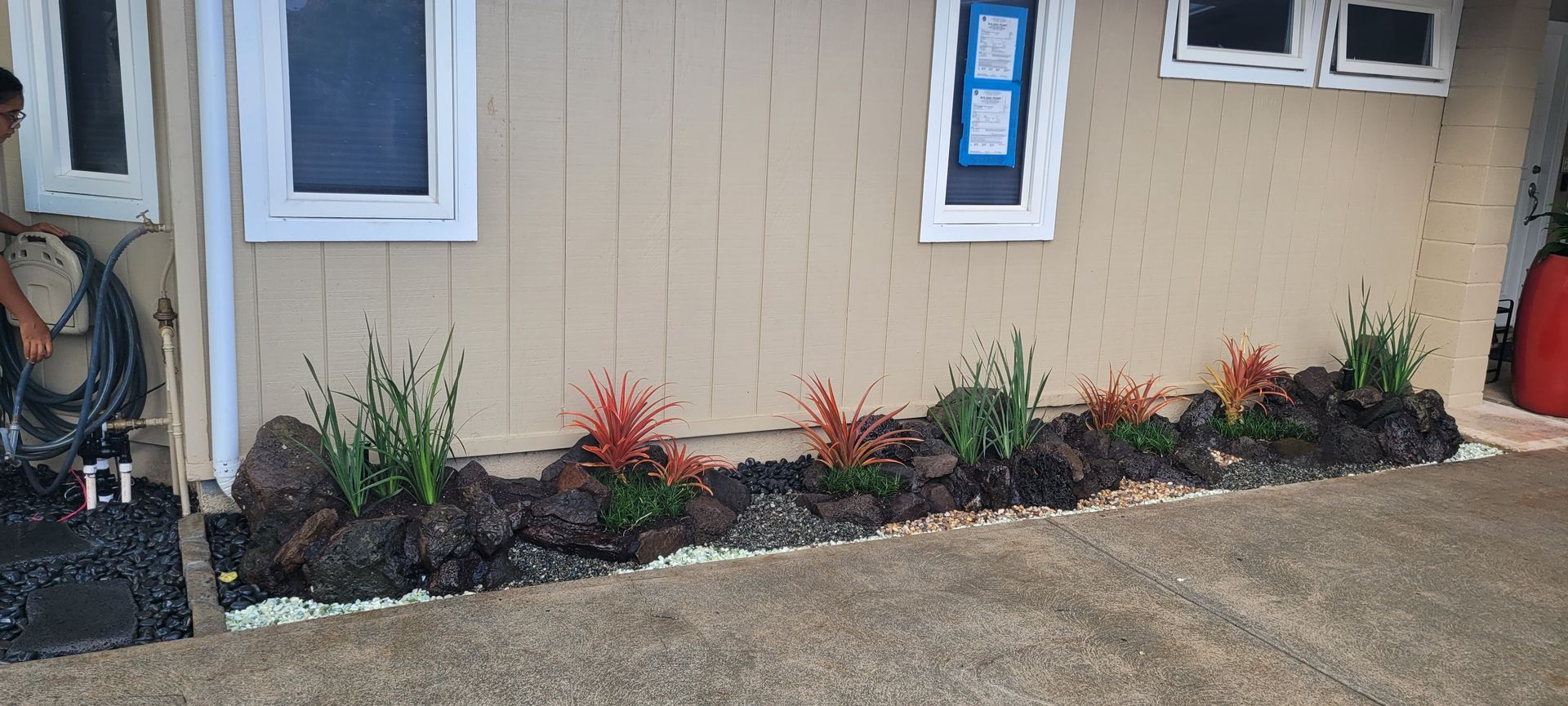 decorative plants alongside house