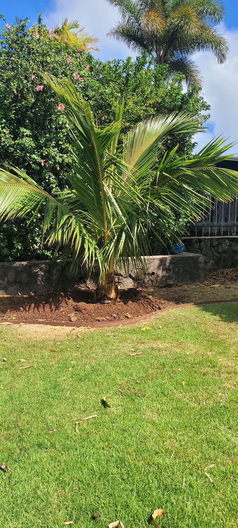new palm tree installation in backyard