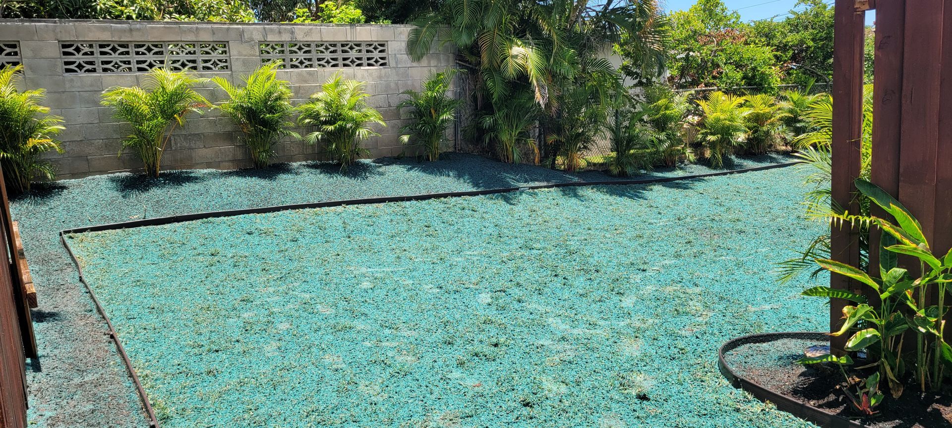 hydroseeding on lawn with new palms installed along fenceline