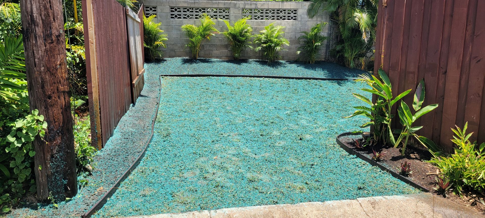 newly installed palms and hydroseeding on a backyard lawn