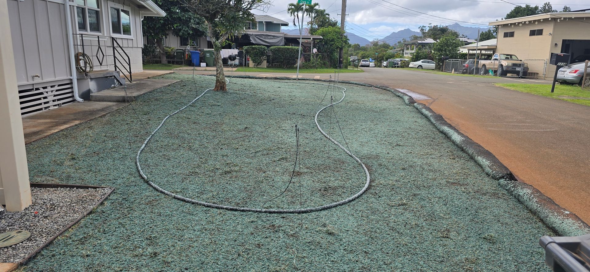 hydroseeded lawn