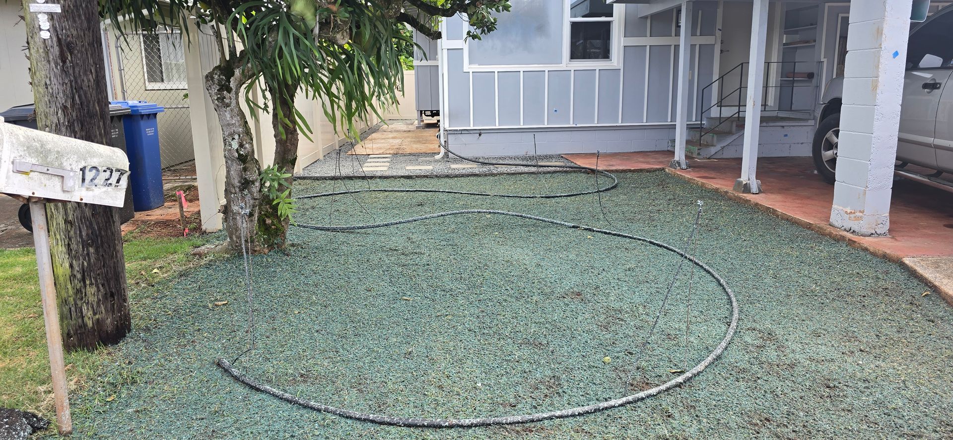 hydroseeded lawn