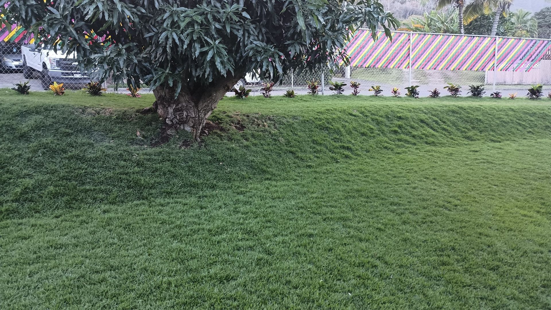 new plants and new lawn