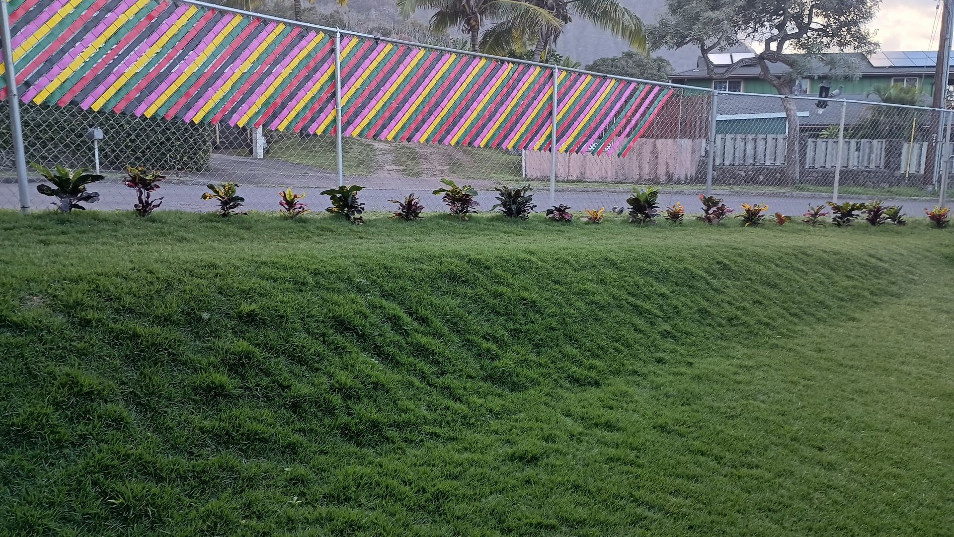 new planting done by shiloh