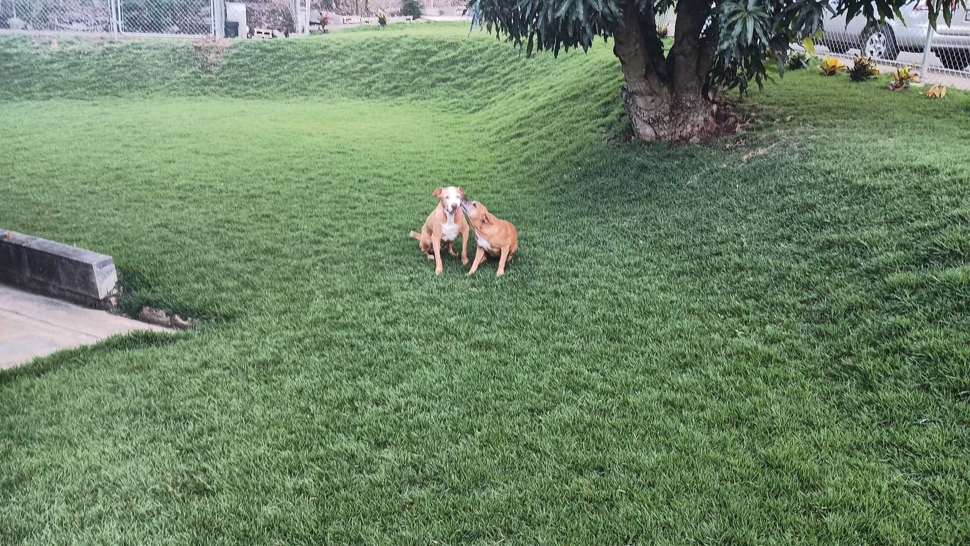 lawns on newly installed lawn