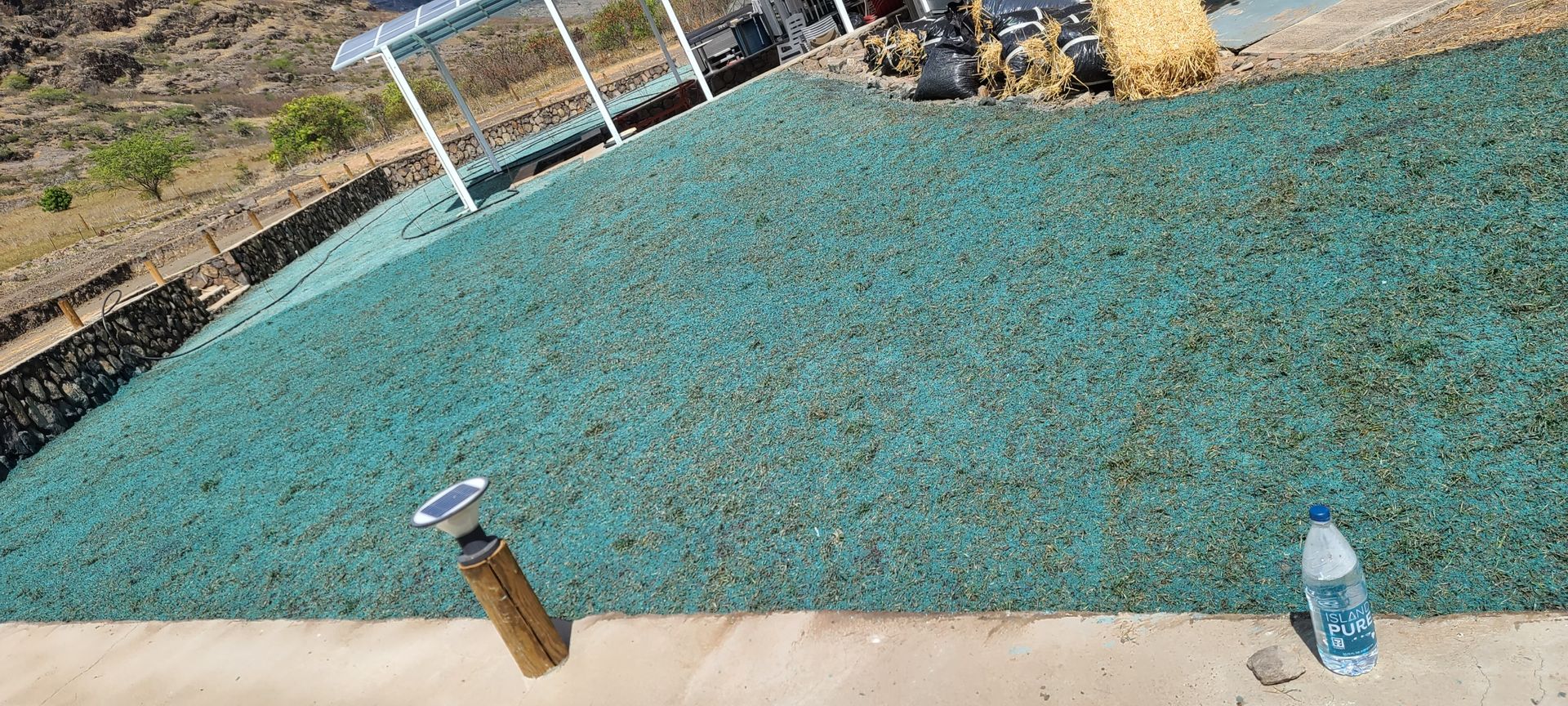 front lawn with hydroseeding installed