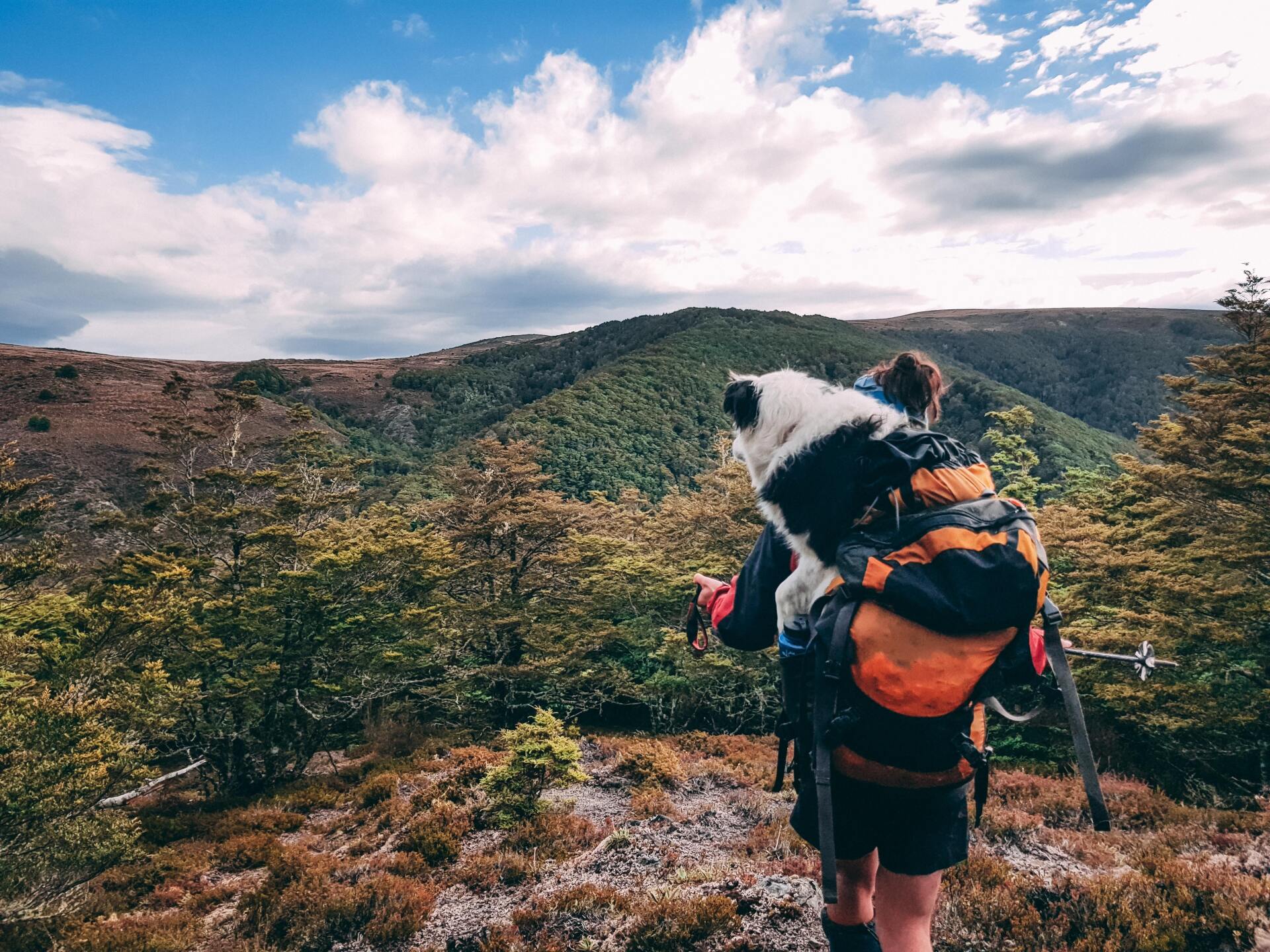 A person is hiking with a dog on their back.