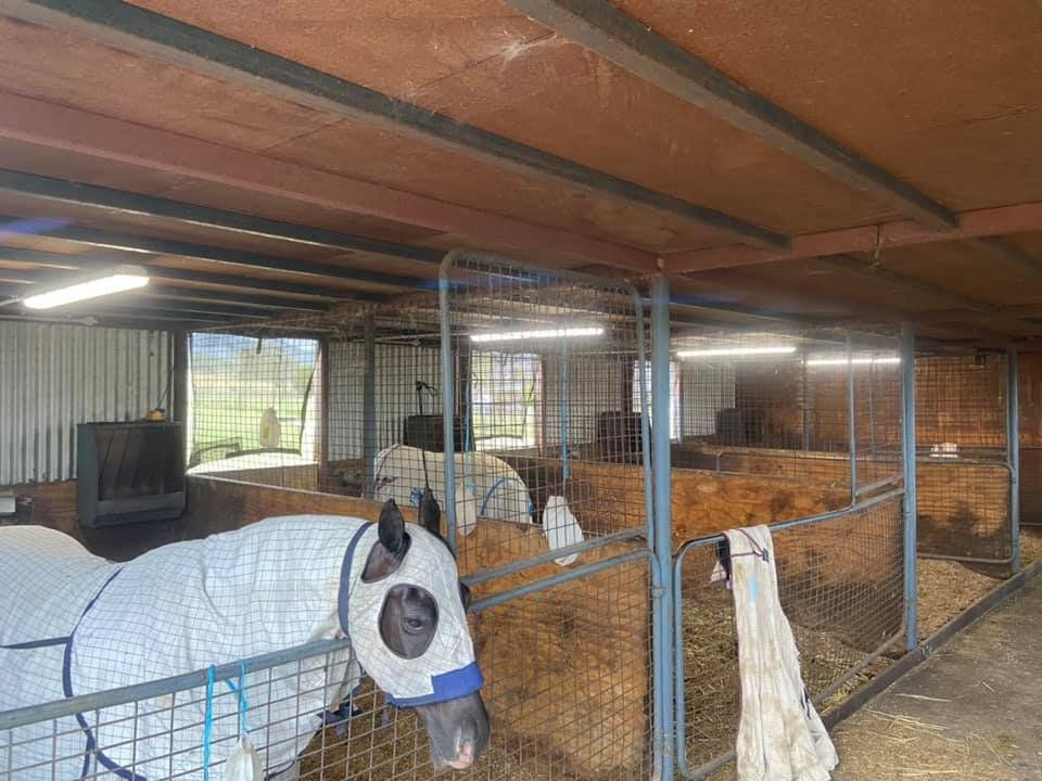 Four Lights With Horse — Tarbert Electrical In Loomberah NSW