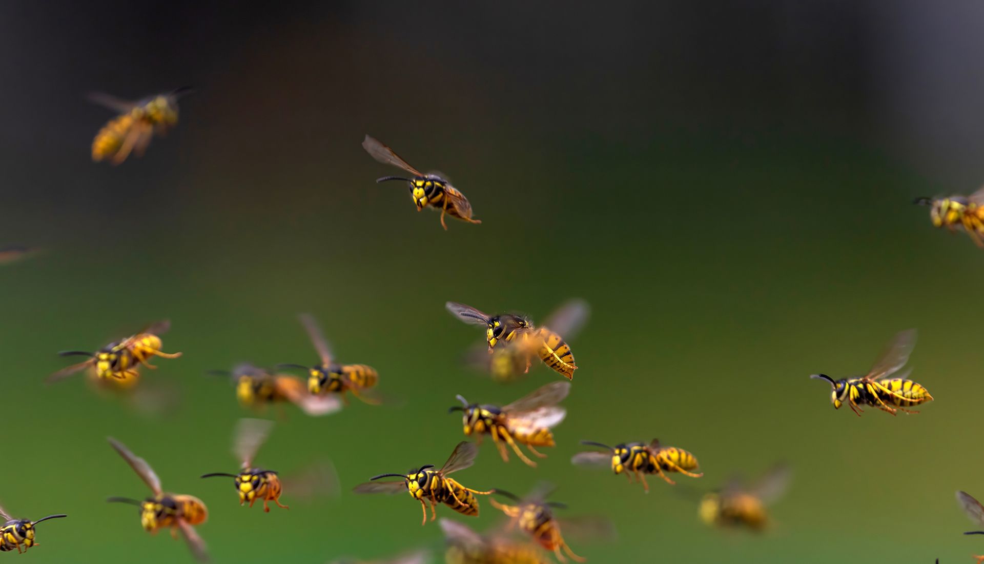Yellow and black wasps swarm against a blurred green background.