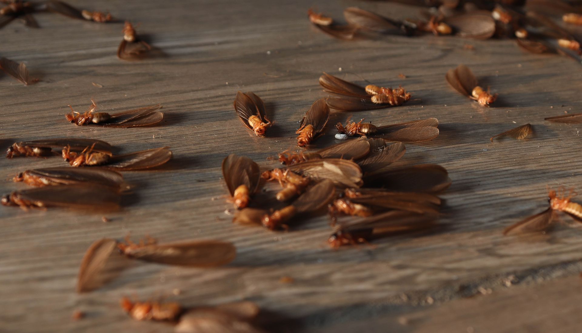 Swarm of winged termites on a wooden surface.