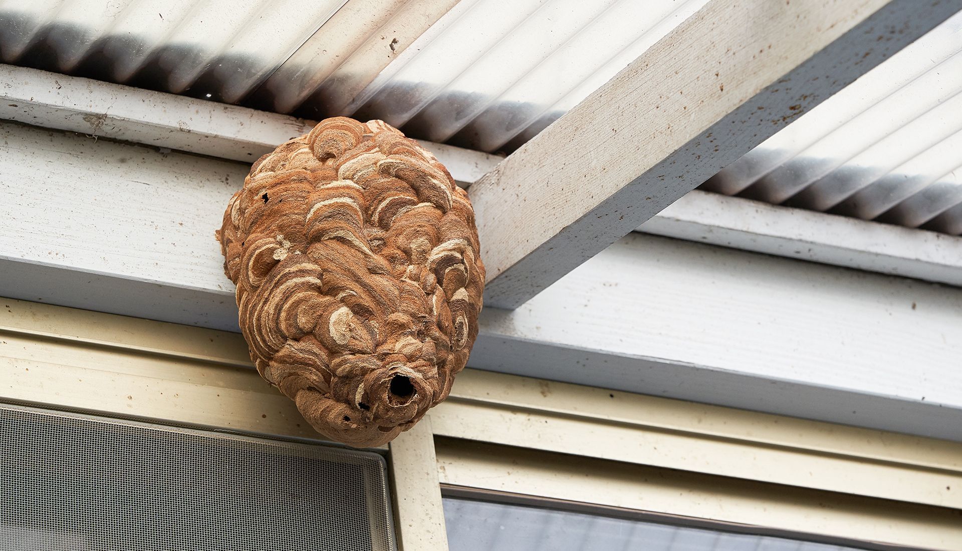 Large brown wasp nest attached to a white awning.