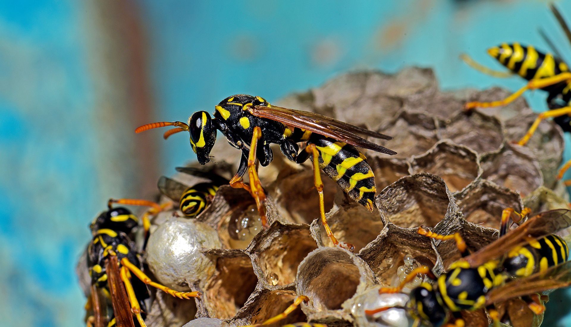 Yellow jacket wasps on a honeycomb nest; yellow and black stripes, blue background.