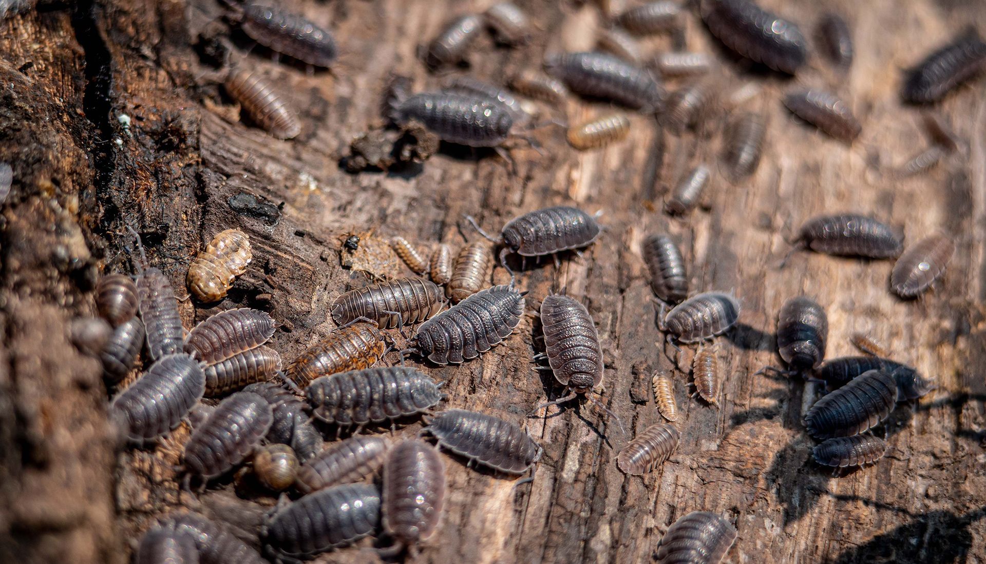 Woodlice crawling on a piece of decaying wood. The insects are grey and brown.