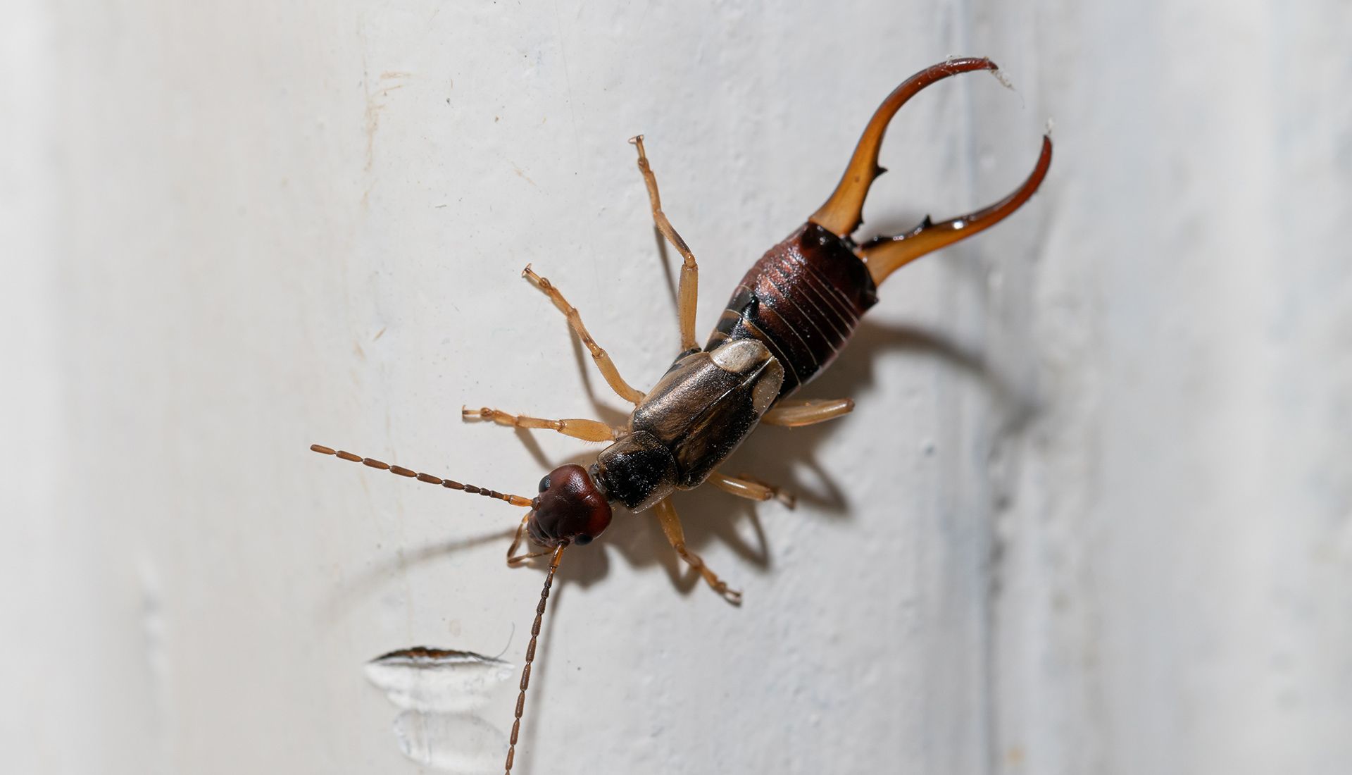 Earwig with large pincers on white surface.