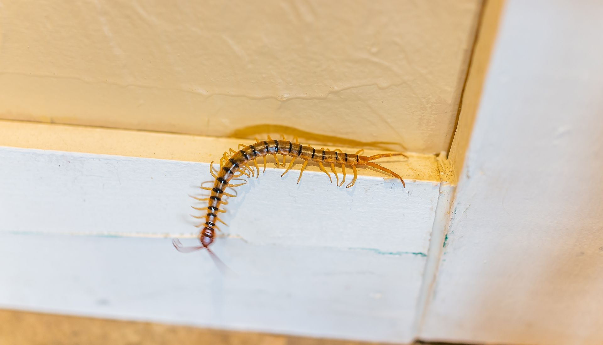 Centipede crawling along a white and tan painted trim on a wall.