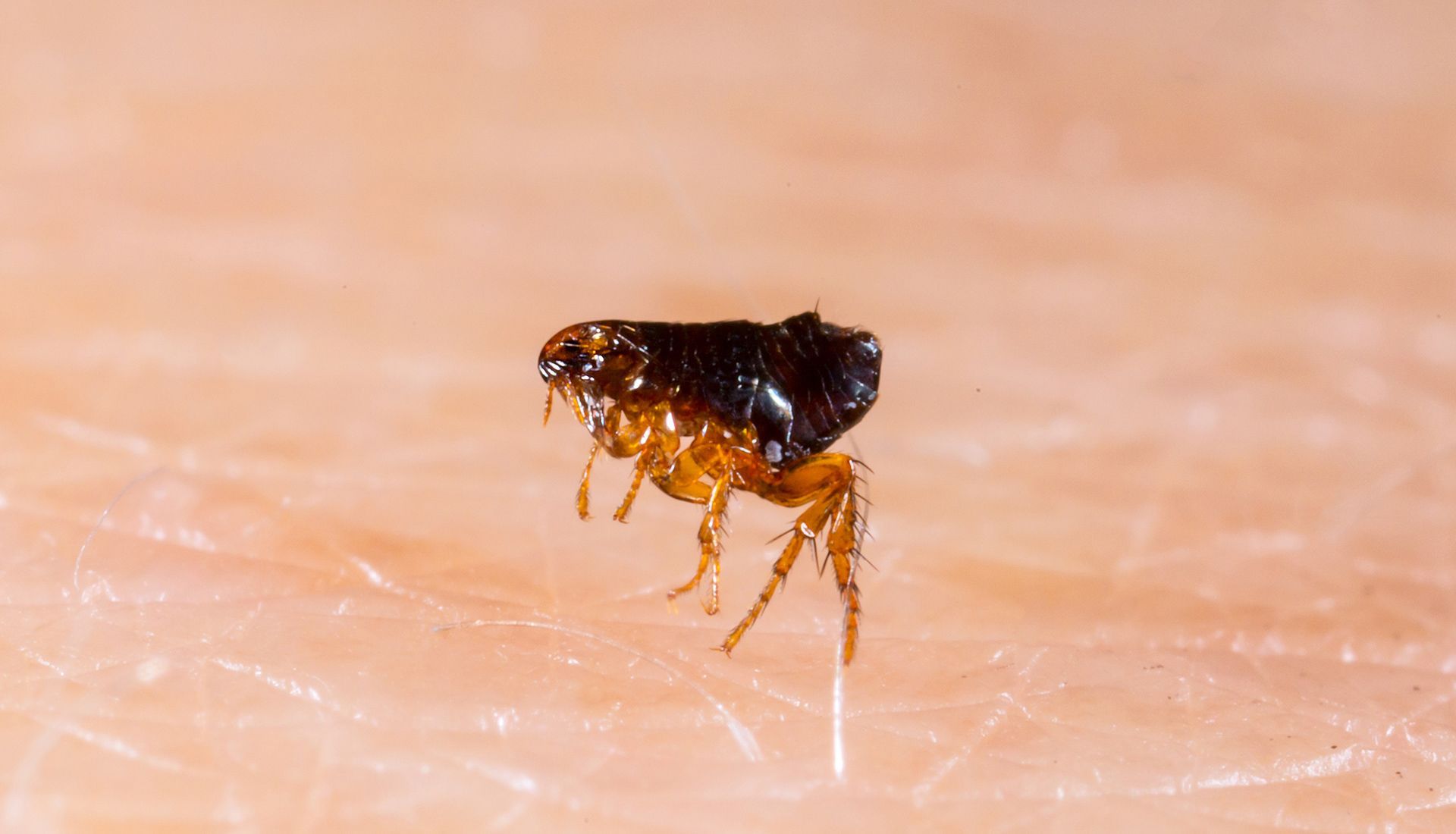 Flea on human skin, black body, tan legs and head.