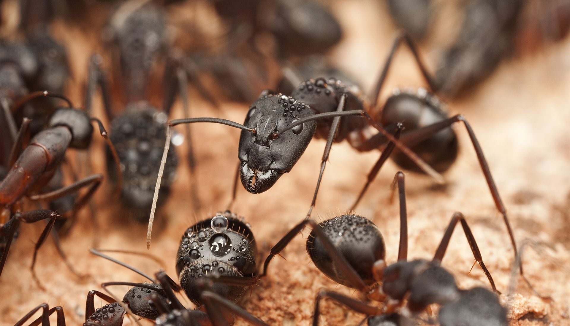 Black ants clustered together on a light brown surface. One ant is in focus.