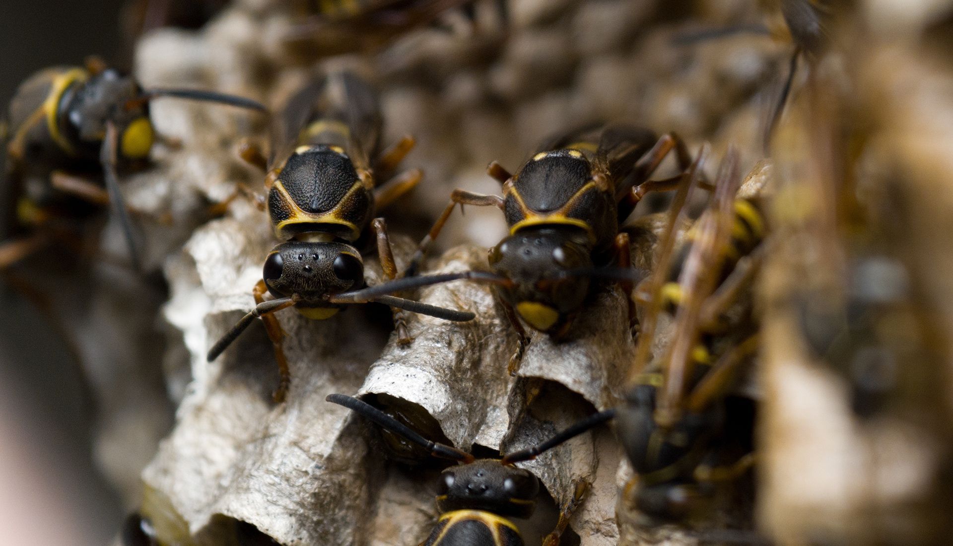 Wasps on a honeycomb nest, black and yellow bodies.