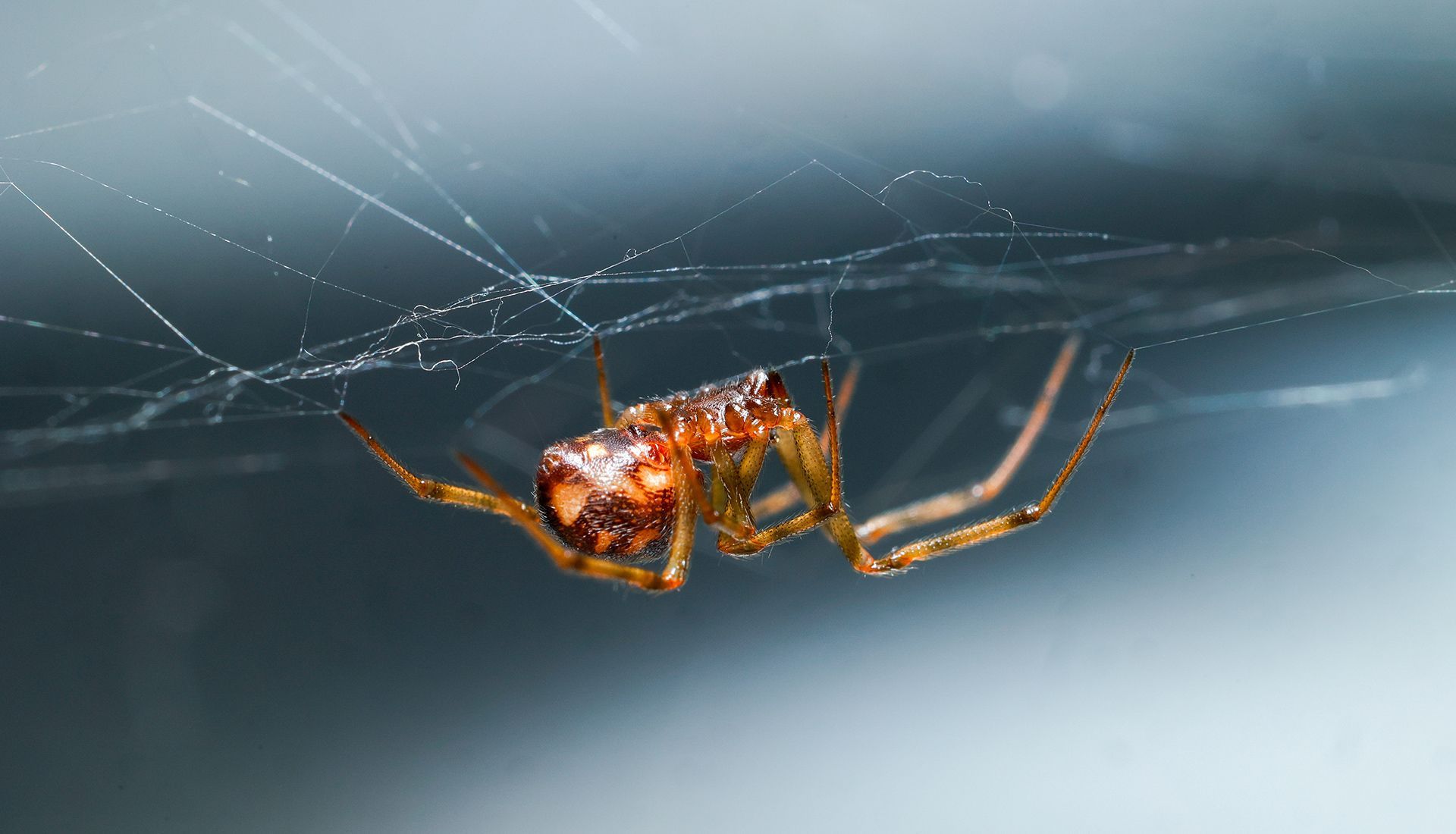 Small, orange spider hanging upside down in a web against a blue-gray background.