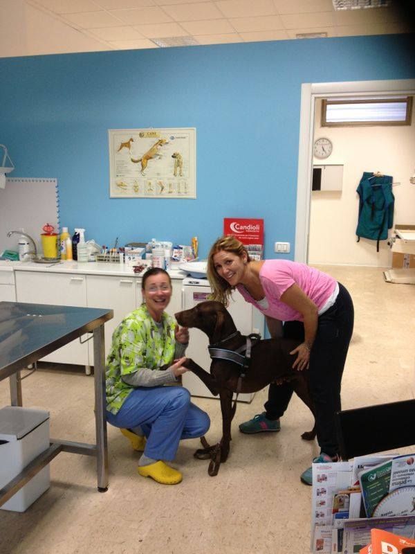 cane con veterinari