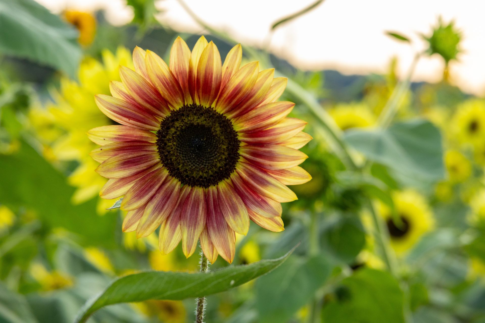 Yellow and red sunflower blooming in a green field, with several blurred sunflowers in the background