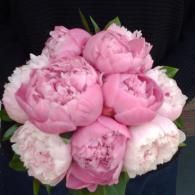 Bouquet of pink and white peony flowers against a dark background