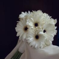 White daisy bouquet wrapped in white paper against a dark background