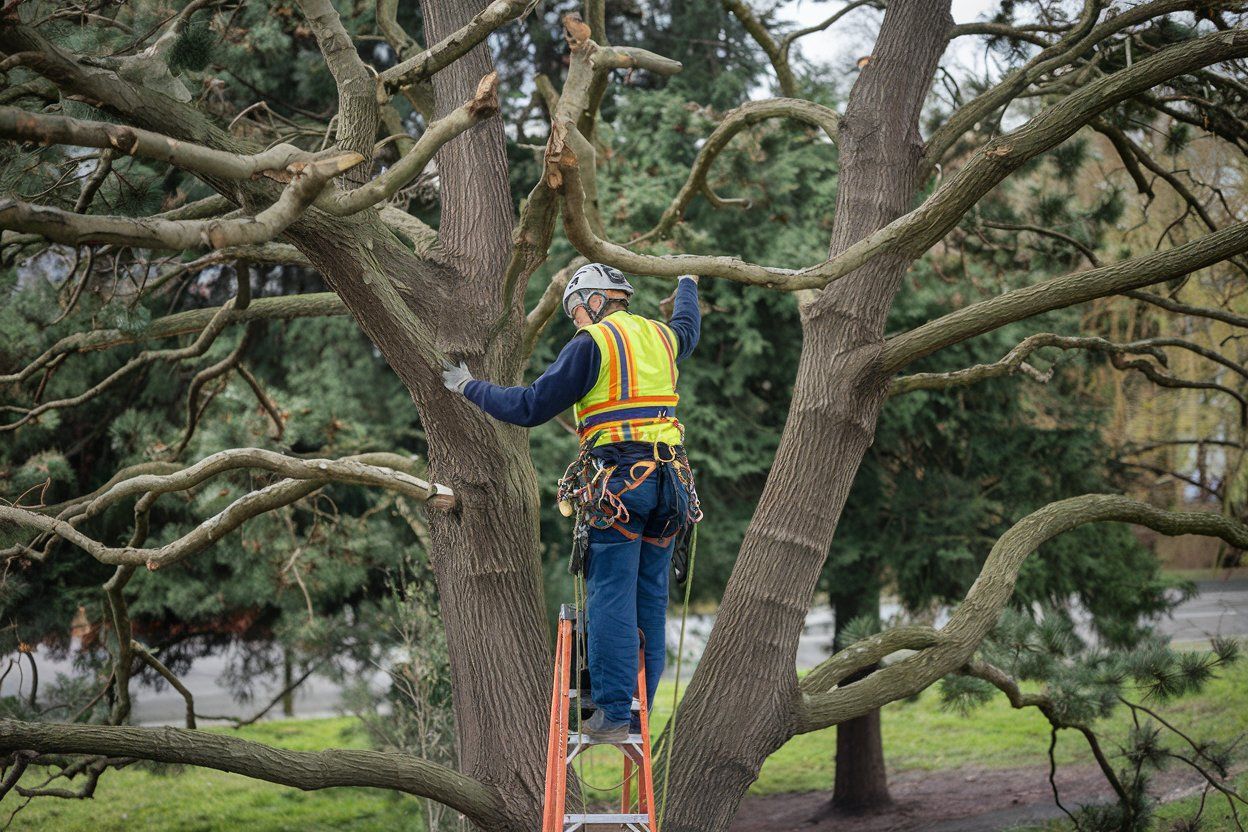 A man is standing on a ladder in a tree.