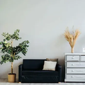Minimal living room with a black sofa, potted tree, silver dresser, and dried grass decor.