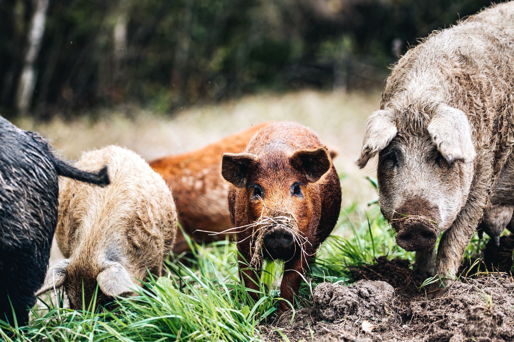 quikfence rural fencing machines to erect fences to protect from vermin