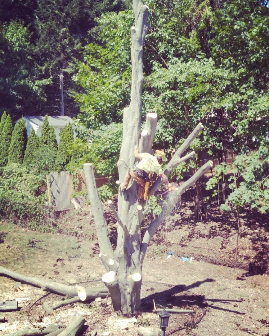 Man On The Tree Cutting Tree Brancher — Ware, MA — LaBier Brothers Tree Experts
