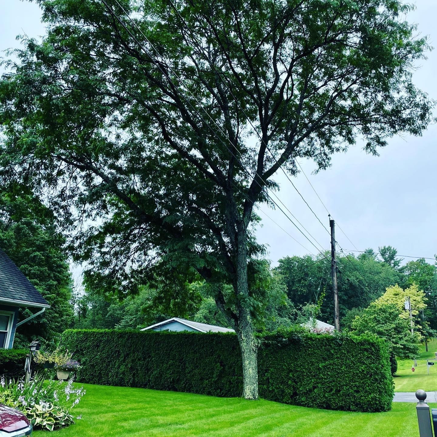 Big Tree On The Front Yard — Ware, MA — LaBier Brothers Tree Experts