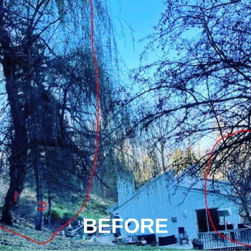 Lush Tree Branches — Ware, MA — LaBier Brothers Tree Experts