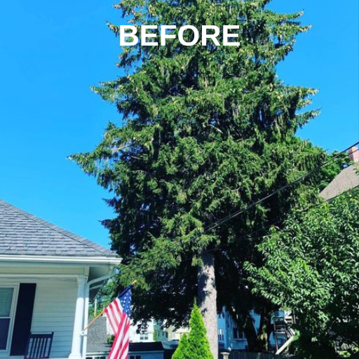Tall Tree — Ware, MA — LaBier Brothers Tree Experts