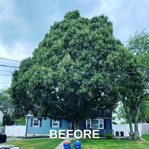 Lush Big Tree — Ware, MA — LaBier Brothers Tree Experts