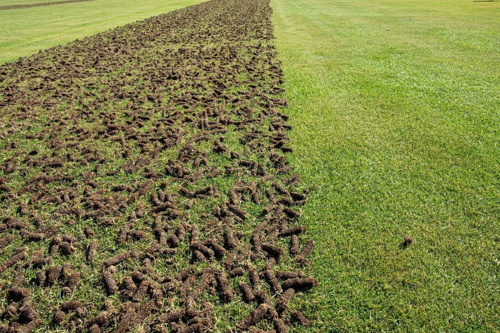 Lawn aerated with plugs of soil on one side, healthy green grass on the other.
