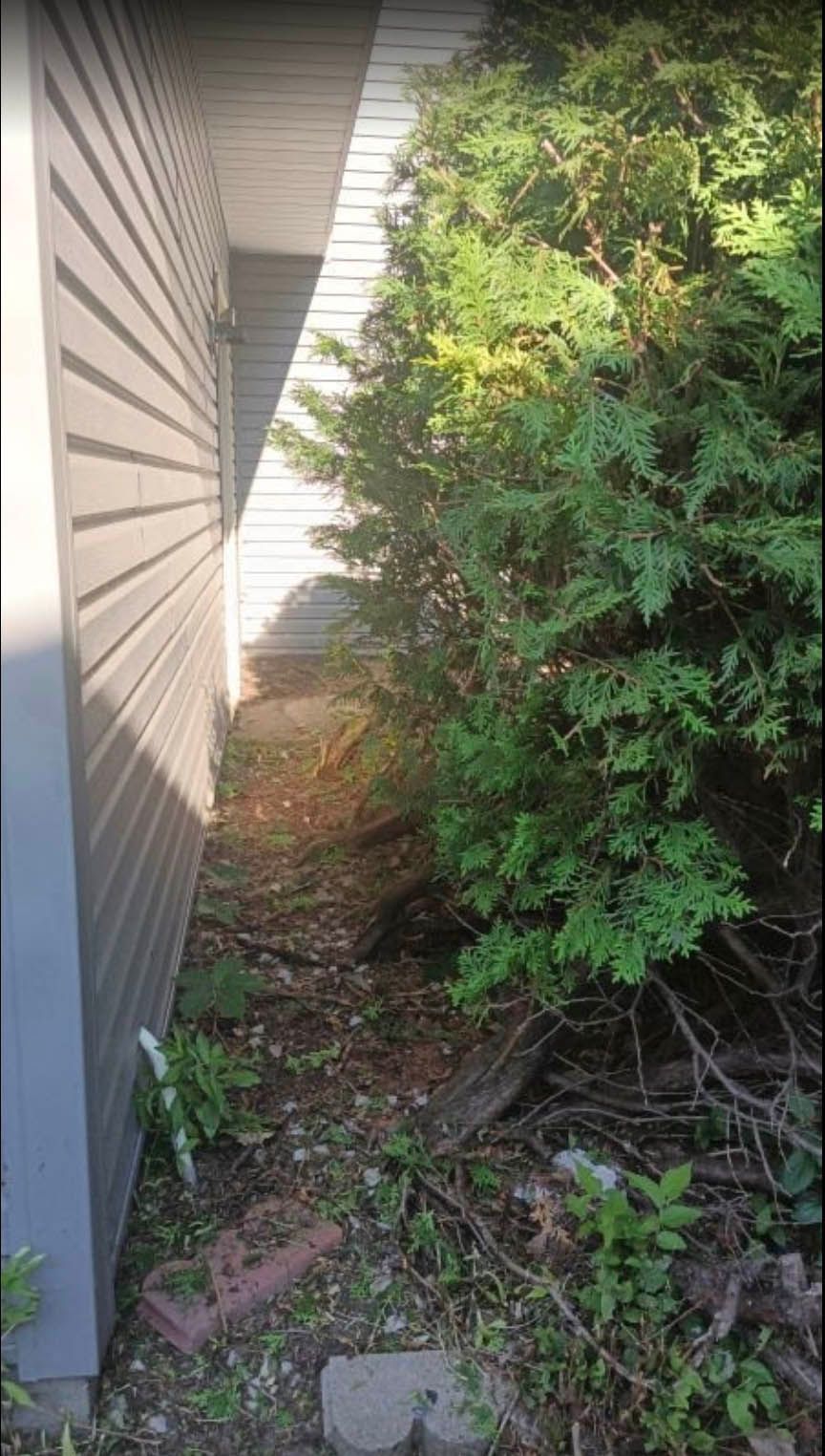 Narrow walkway between a building with gray siding and a dense green bush, debris on the ground.