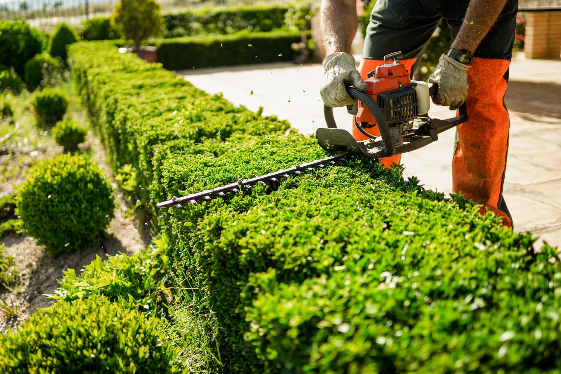 Person trimming a hedge with a power trimmer in a garden.