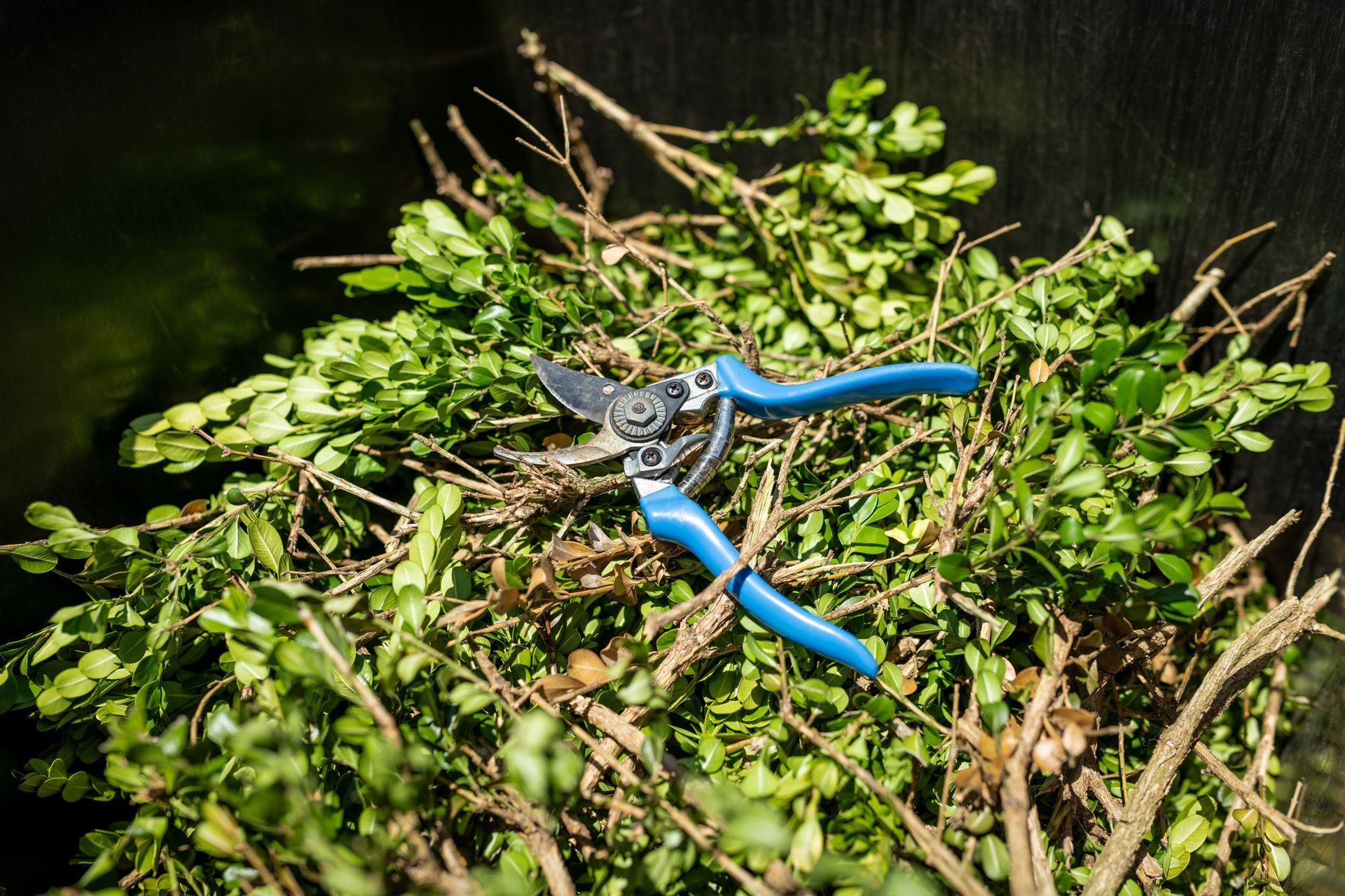 Blue handled pruning shears atop a pile of green leaves and twigs.