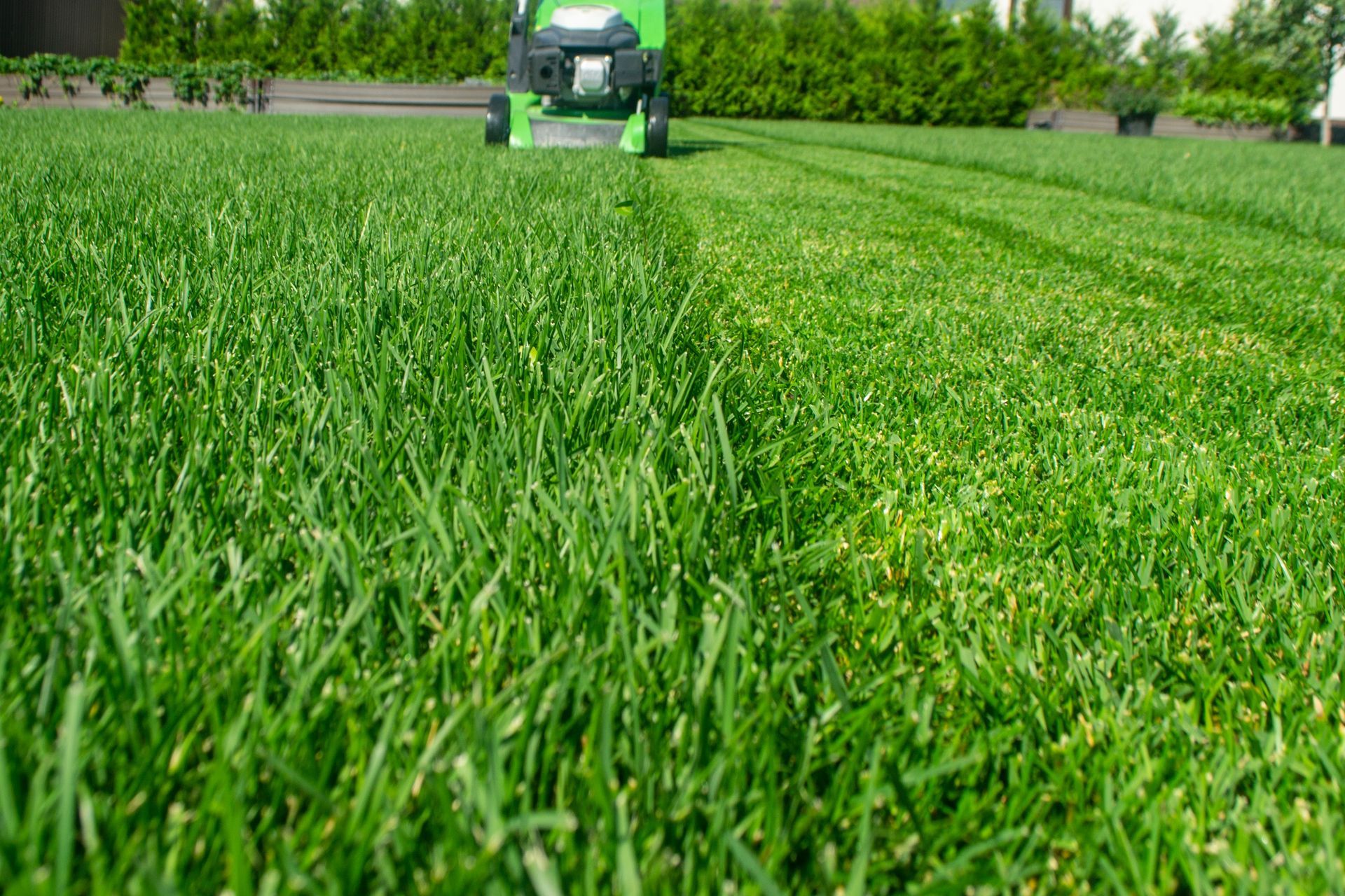 Green lawn being mowed, showing freshly cut grass and the mower in action outdoors.