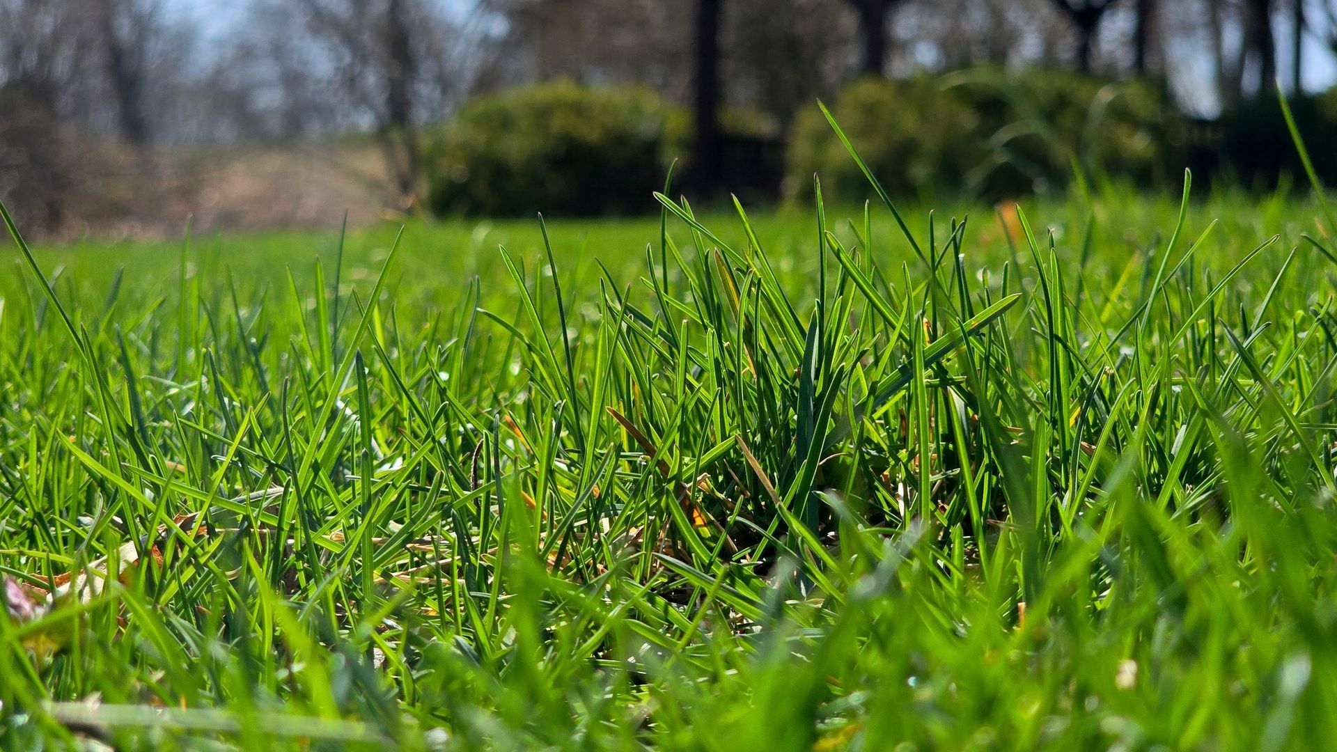 Lush, green grass field with a blurred background of bushes and trees under a blue sky.