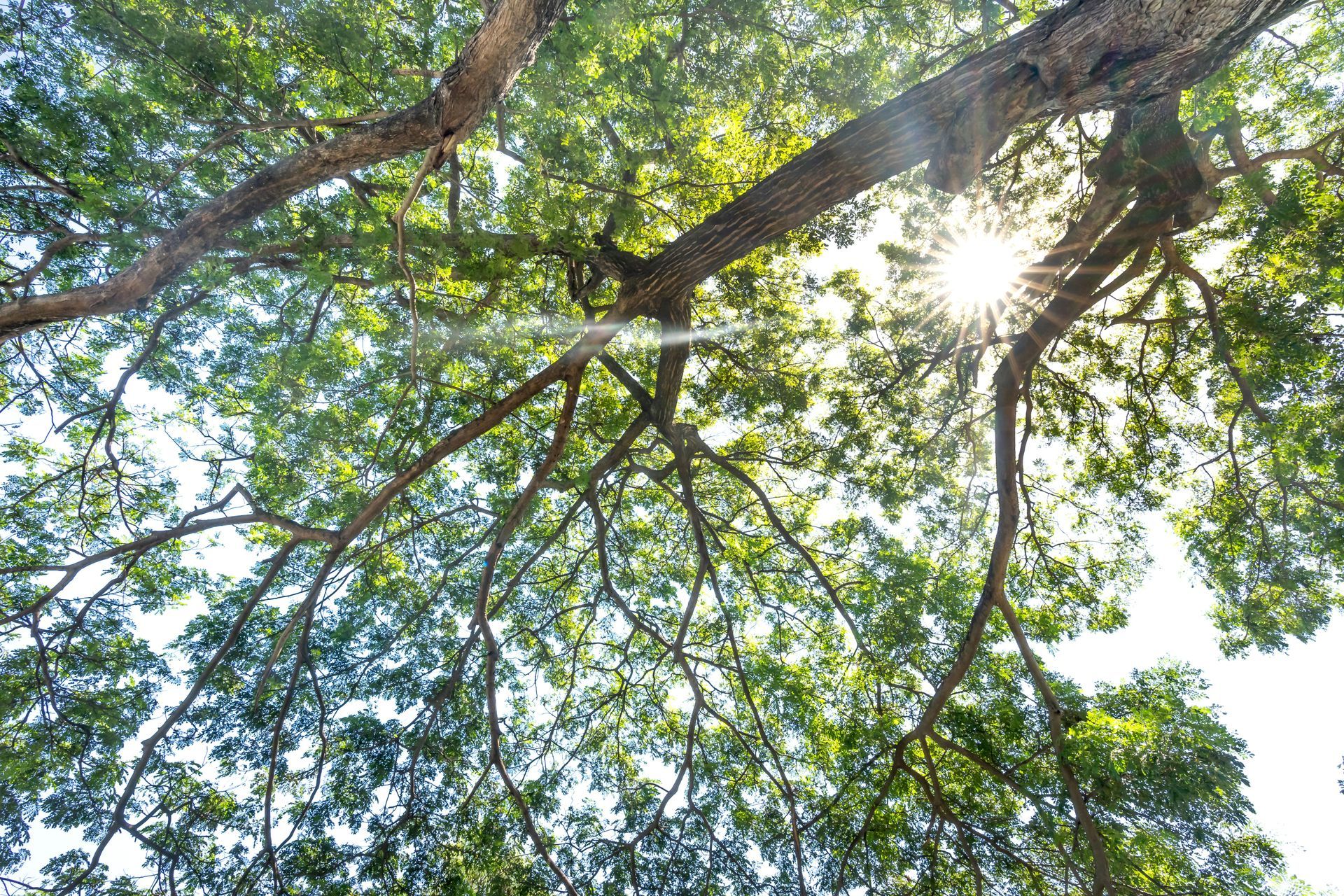 Sunlight filtering through green tree branches and leaves against a bright sky