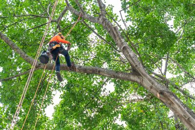 Arborist in orange shirt and safety gear trimming a large tree branch high in the canopy